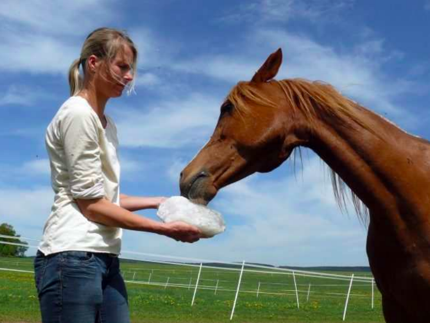 Salzleckstein für Tiere